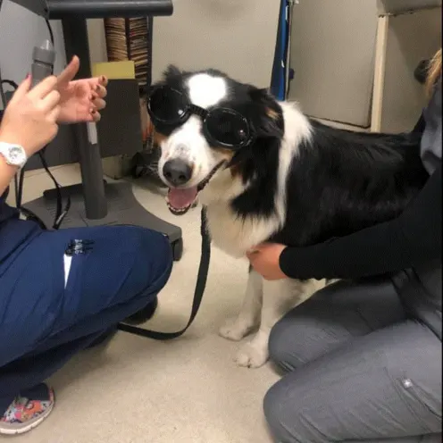 Two female staff members are attending to an adult black and white dog with their x-ray googles on.